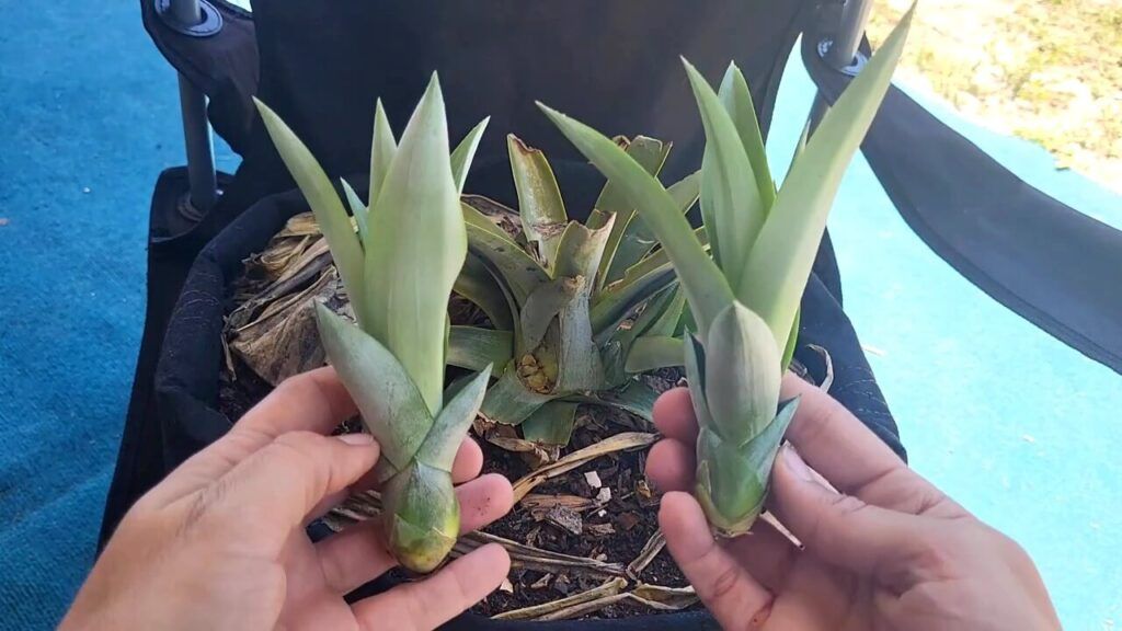 Easily Propagate Pineapple Plants