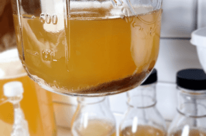 hard kombucha yeast sediment