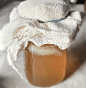 Kombucha SCOBY Hotel