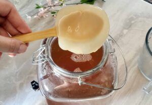 kombucha SCOBY