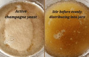 Hard alcoholic kombucha yeast