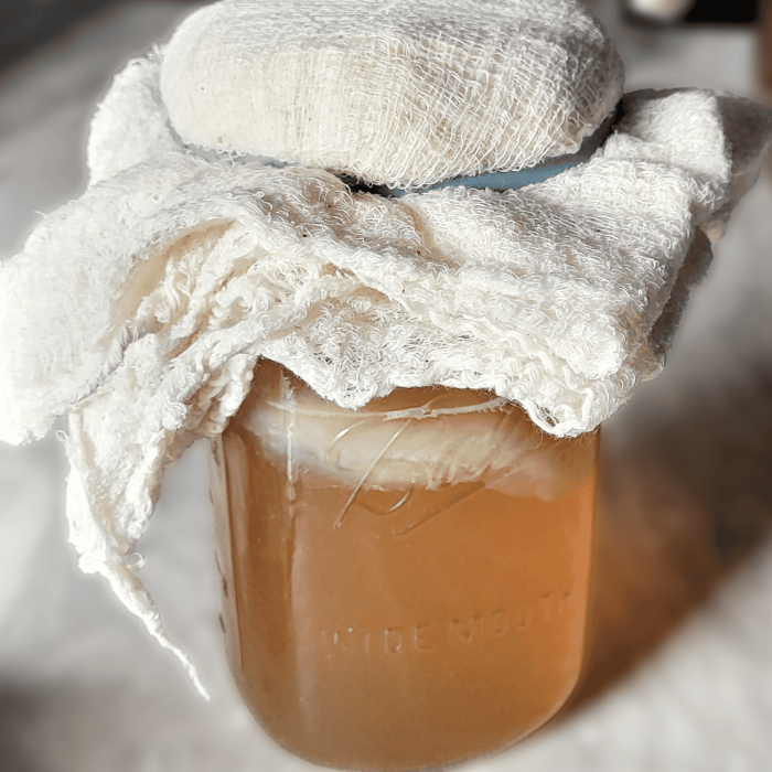 Kombucha SCOBY Hotel