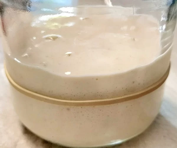 sourdough starter