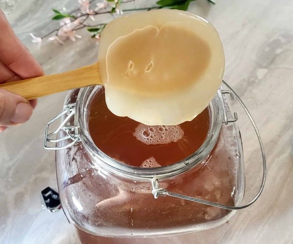 kombucha SCOBY