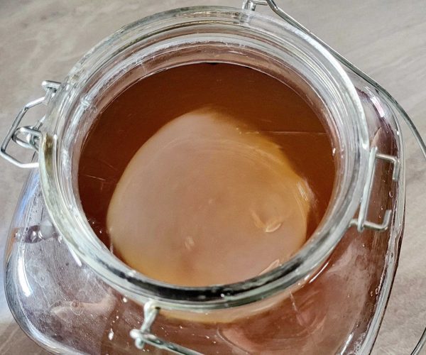 kombucha SCOBY