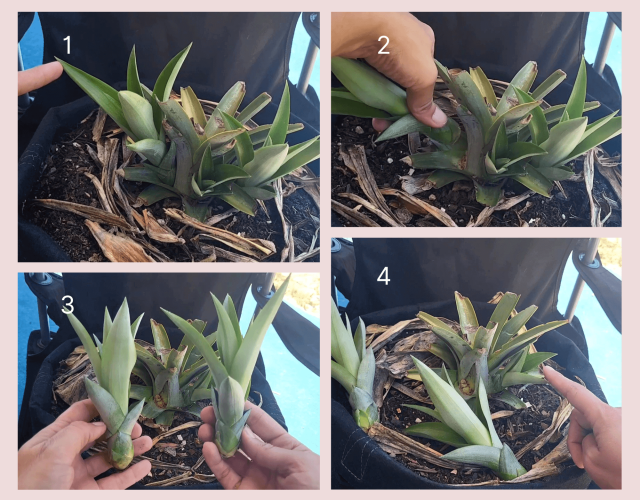 Easily Propagate Pineapple Plants