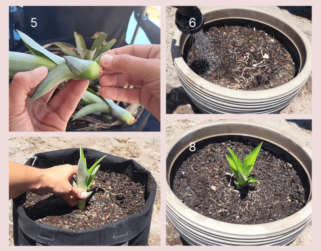 Easily Propagate Pineapple Plants