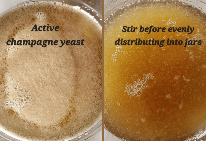 Hard alcoholic kombucha yeast