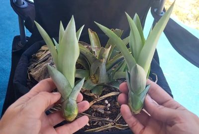 Easily Propagate Pineapple Plants