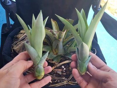 Easily Propagate Pineapple Plants