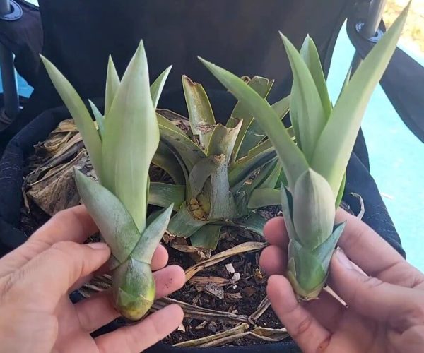 Easily Propagate Pineapple Plants