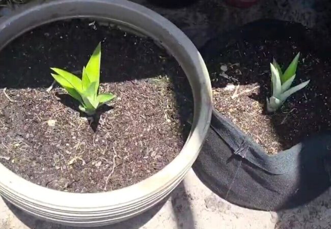 Easily Propagate Pineapple Plants