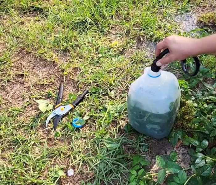 Budget Friendly Gardening Hacks