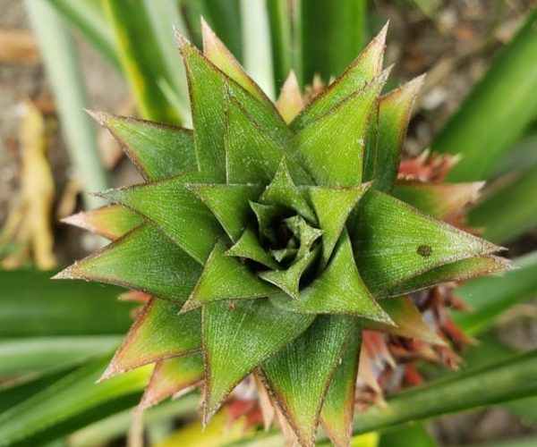 Easily Propagate Pineapple Plants