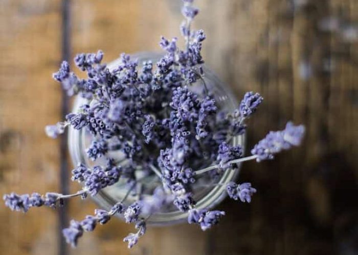 lavender for serenity garden