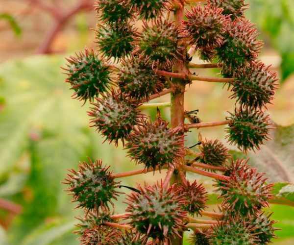 Ricinus communis, Castor oil plant